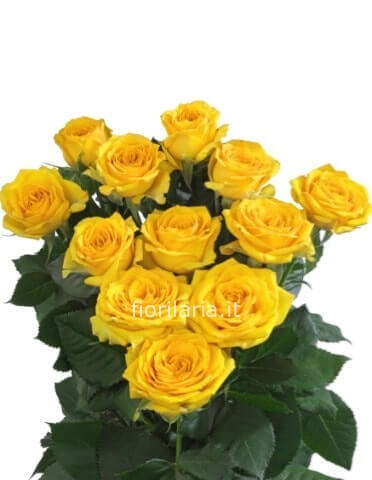 Mazzo di rose gialle
